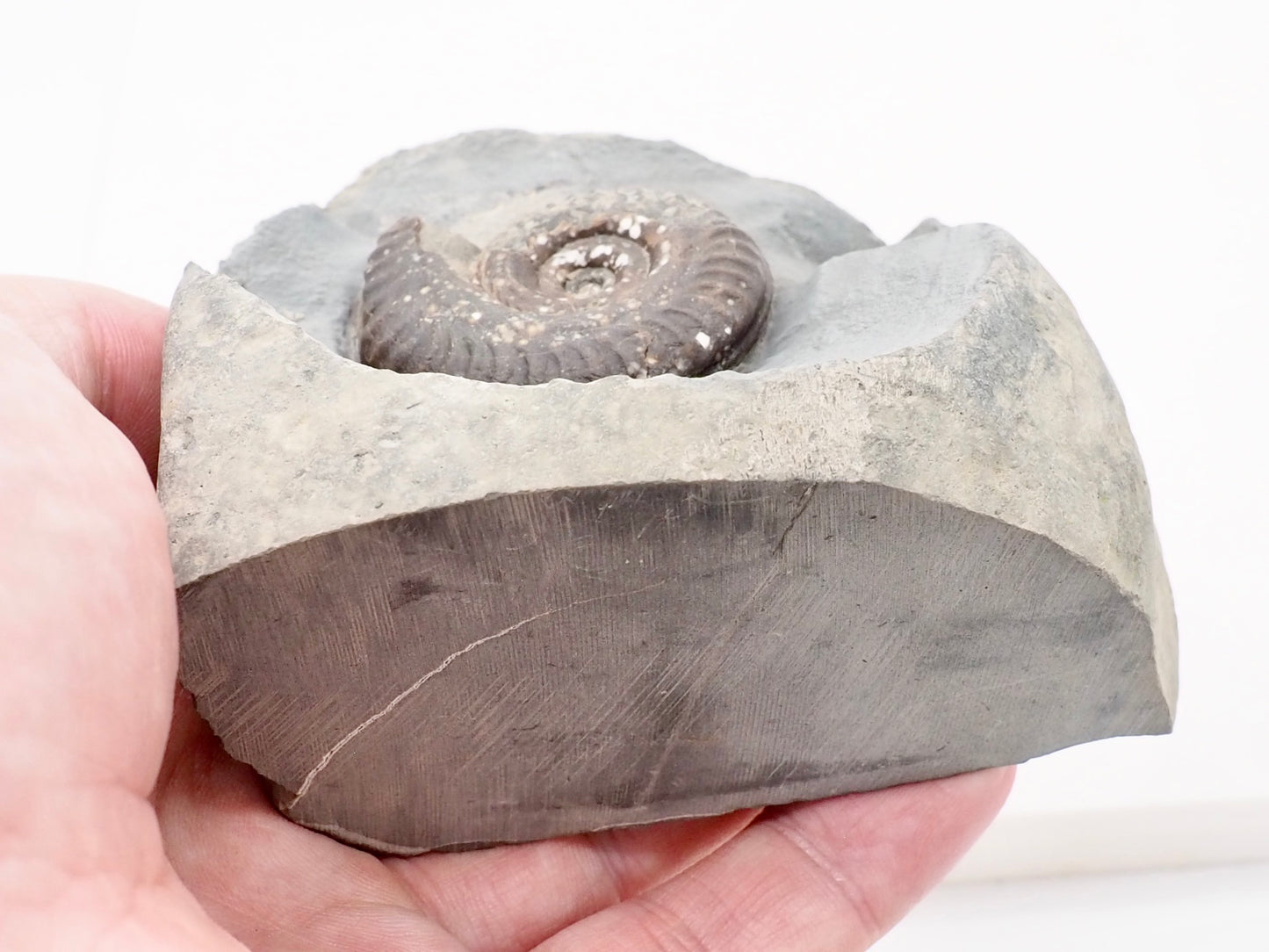 Hildoceras Ammonite Fossil Display Specimen from Whitby