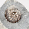 Hildoceras Ammonite Fossil Display Specimen from Whitby