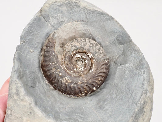 Hildoceras Ammonite Fossil Display Specimen from Whitby