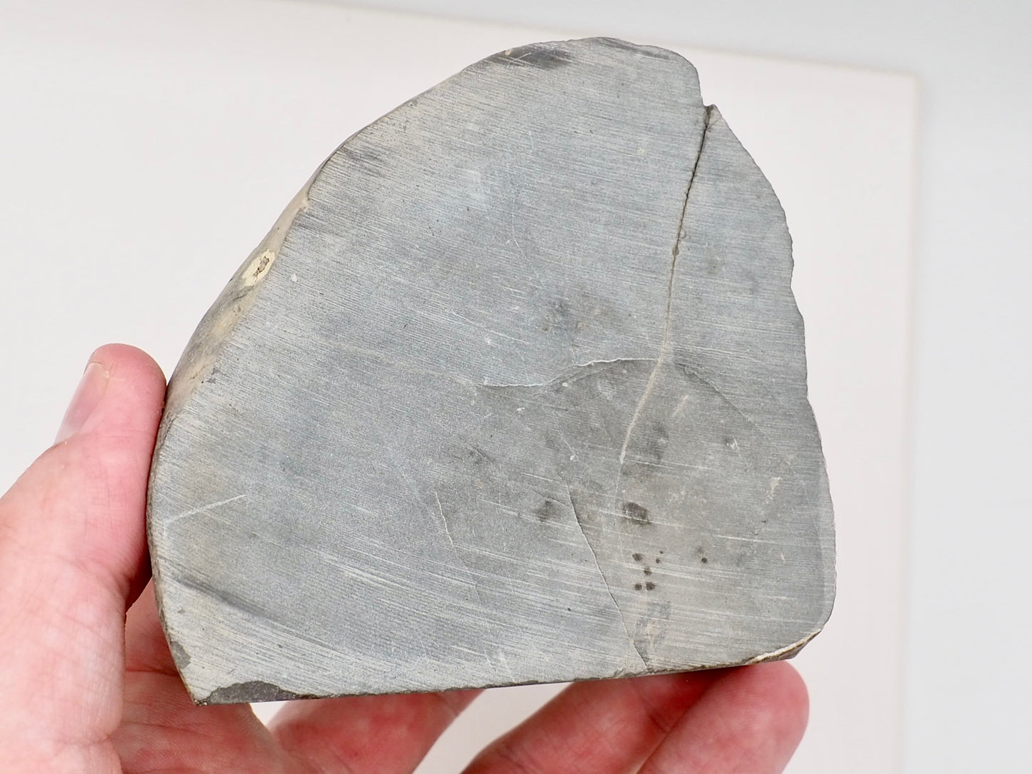 Hildoceras Ammonite Fossil Display Specimen from Whitby