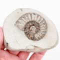Prepared Asteroceras Ammonite Fossil from Robin Hood’s Bay