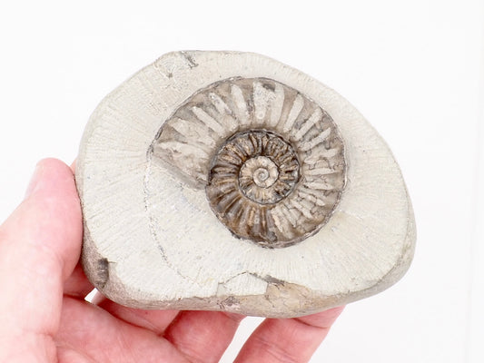 Prepared Asteroceras Ammonite Fossil from Robin Hood’s Bay