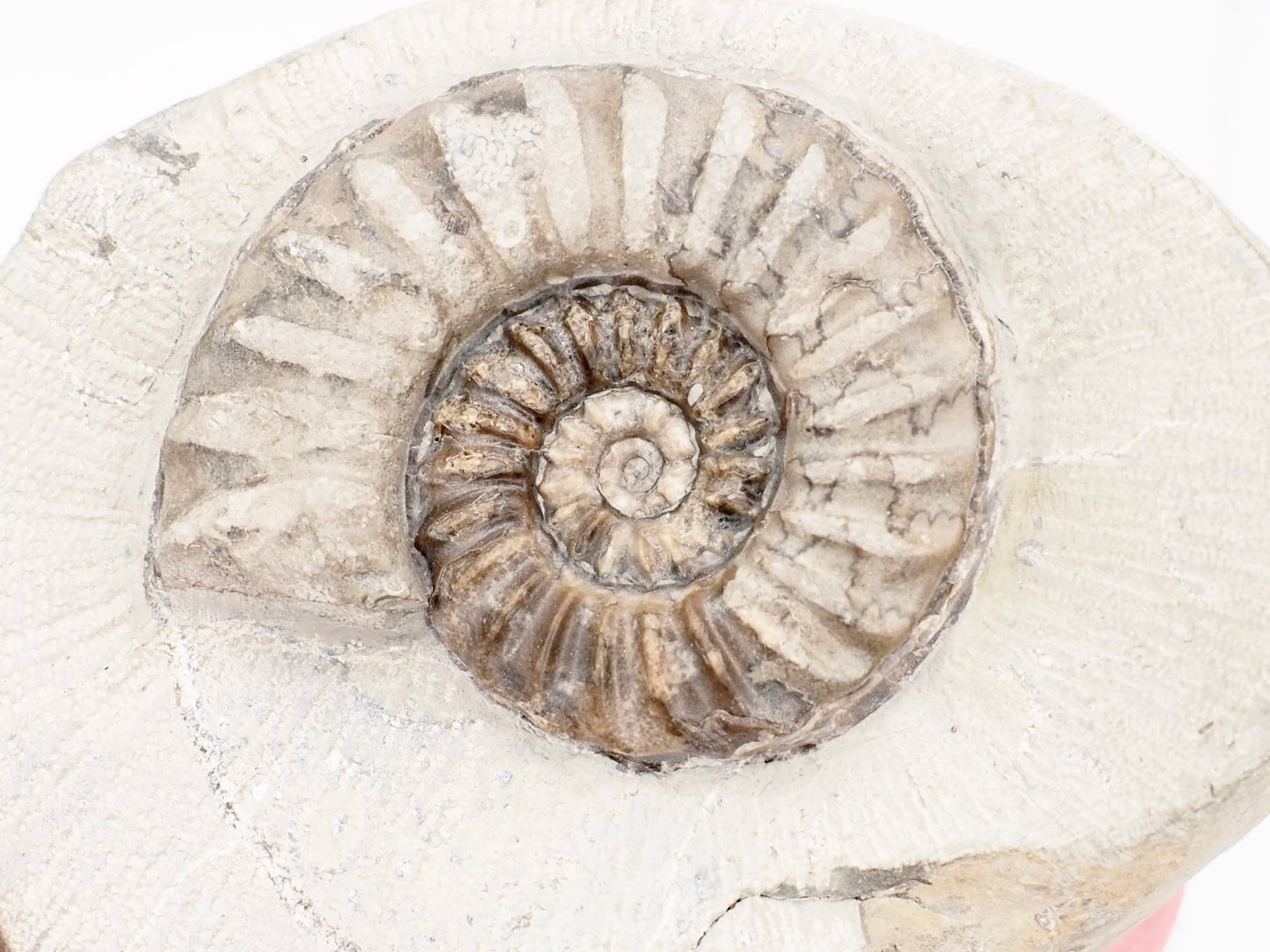 Prepared Asteroceras Ammonite Fossil from Robin Hood’s Bay