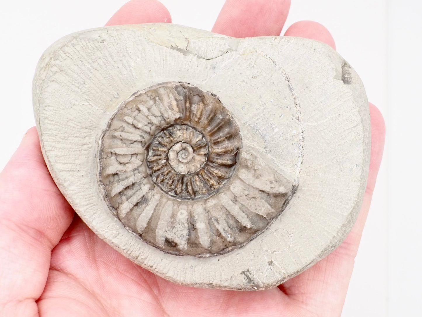 Prepared Asteroceras Ammonite Fossil from Robin Hood’s Bay
