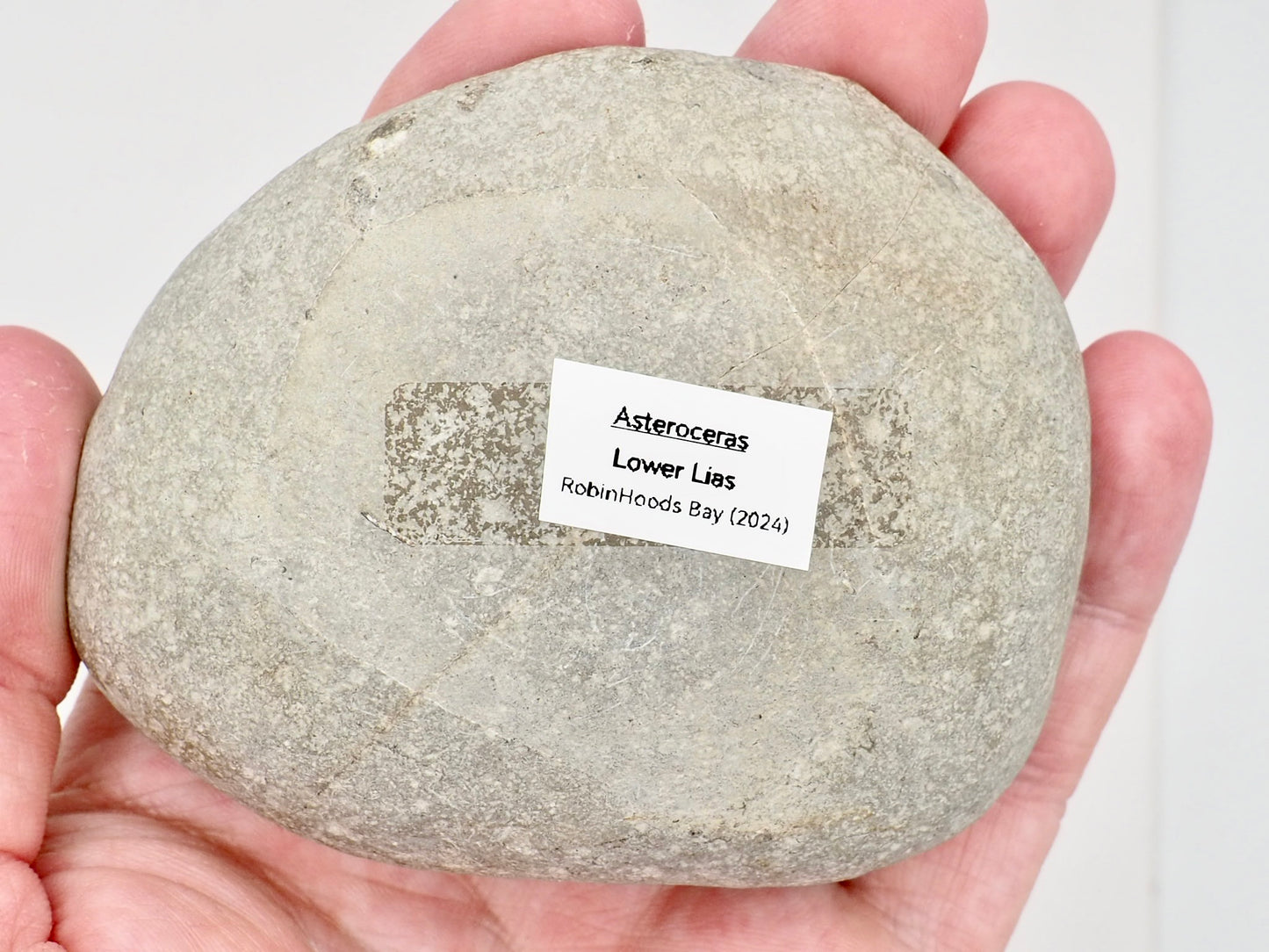 Prepared Asteroceras Ammonite Fossil from Robin Hood’s Bay