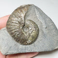 Pseudolioceras Ammonite Fossil – Whitby Yorkshire Coast – Jurassic