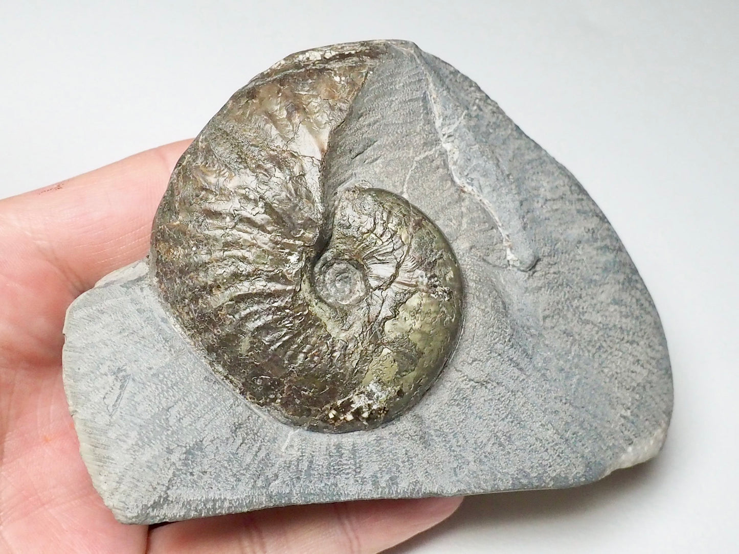 Pseudolioceras Ammonite Whitby