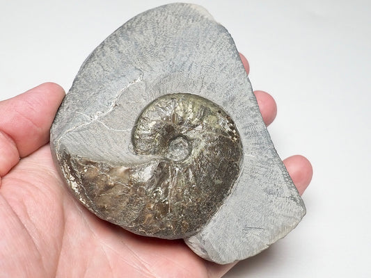 Pseudolioceras Ammonite Whitby