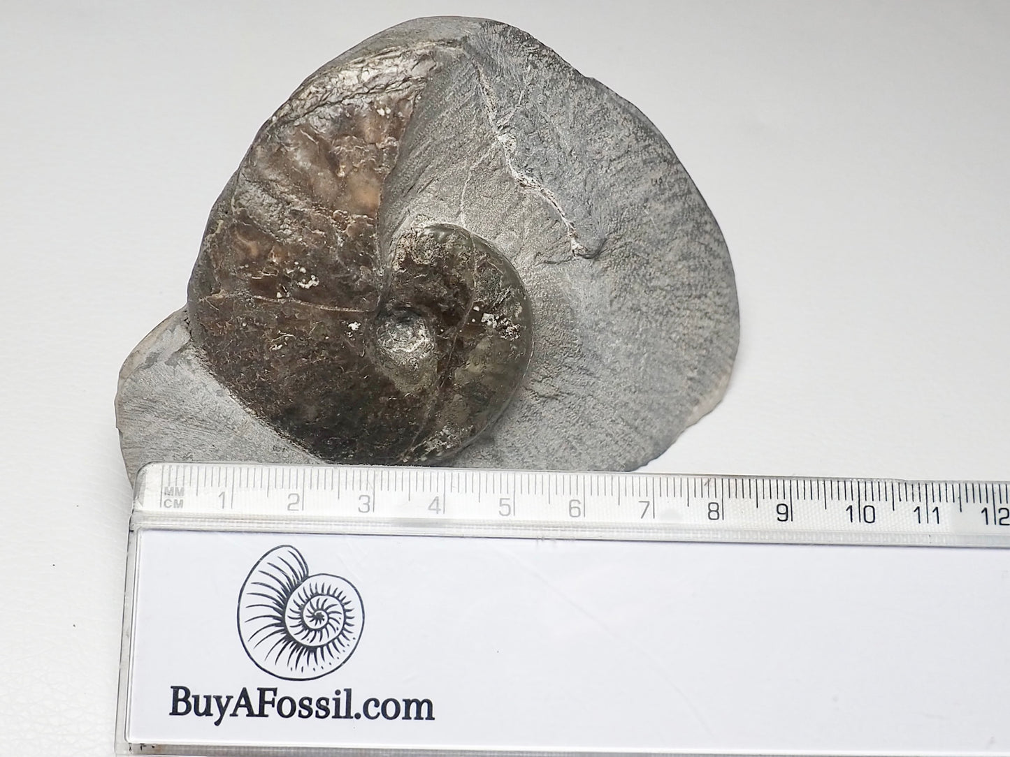 Pseudolioceras Ammonite Whitby