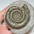 Whitby Tenuicostatum Dactylioceras Ammonite Fossil – Yorkshire Coast Jurassic