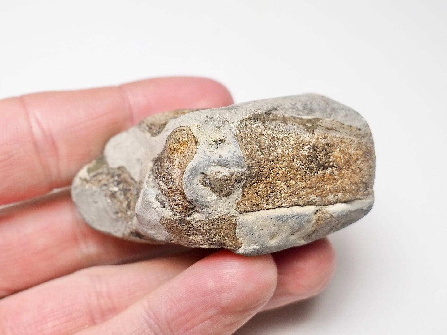 Ichthyosaur Paddle Fragment