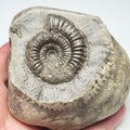 Ammonite - Pick N Mix