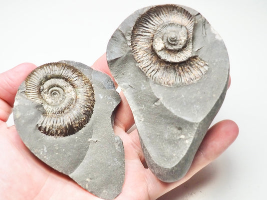 Dactylioceras Ammonite Pos/Neg