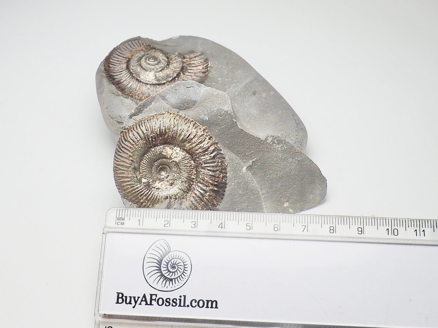 Dactylioceras Ammonite Pos/Neg