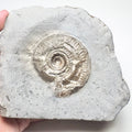 Hildoceras Ammonite Fossil – Whitby Yorkshire Coast – Jurassic