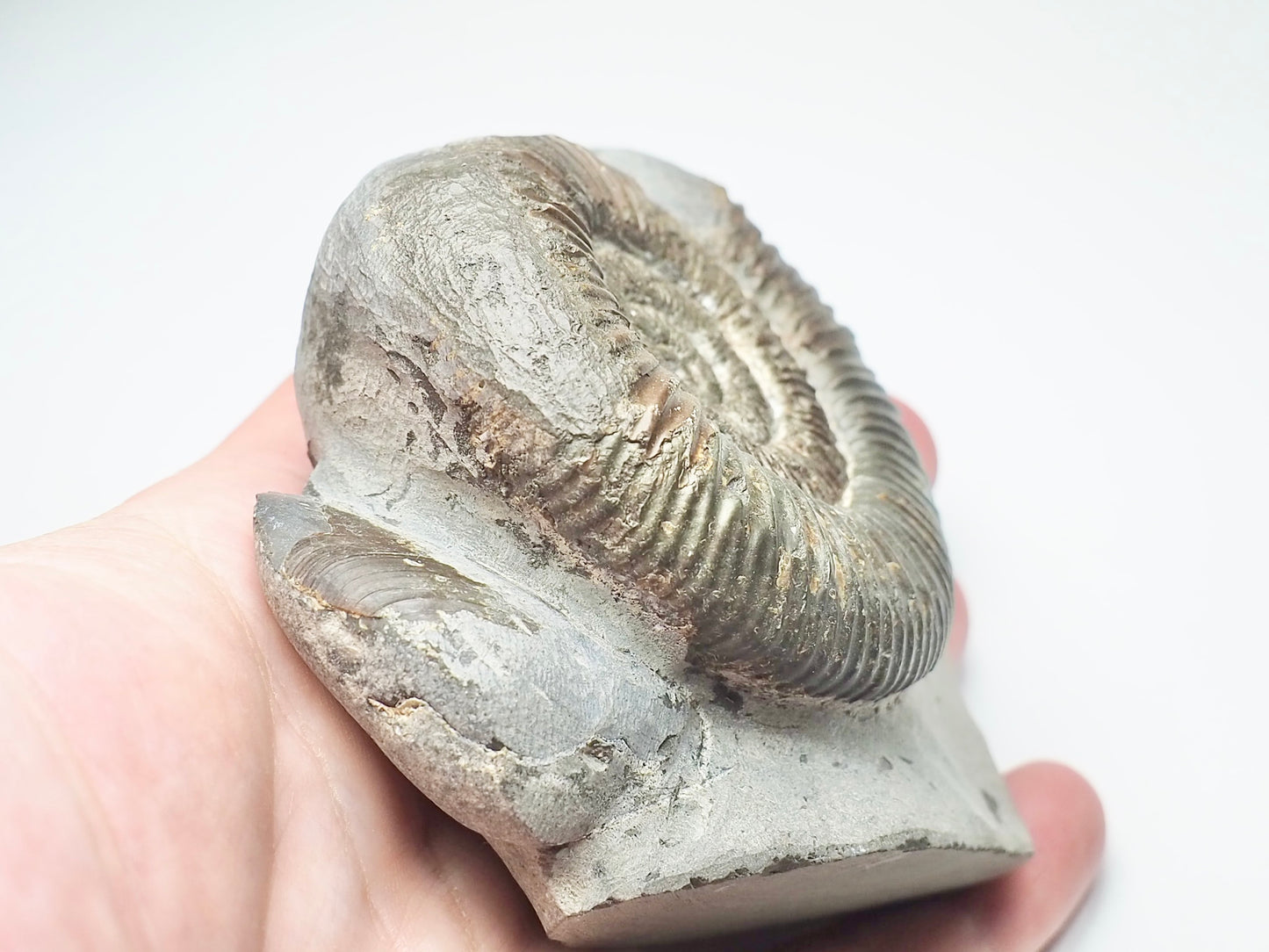 Dactylioceras & Bivalve Shell