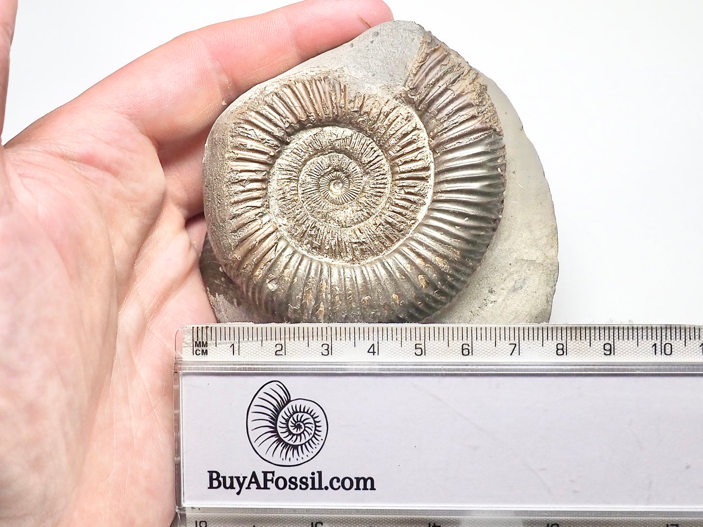 Dactylioceras & Bivalve Shell