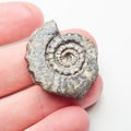 Ammonite - Pick N Mix