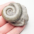 Grammoceras Ammonite Fossil – Whitby Yorkshire Coast – Jurassic