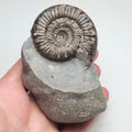 Peronoceras Ammonite Fossil – Whitby Yorkshire Coast – Jurassic