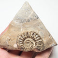 Pleuroceras Ammonite – Whitby Jurassic Fossil – Yorkshire Coast