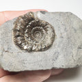 Peronoceras Ammonite Fossil – Whitby Yorkshire Coast – Jurassic