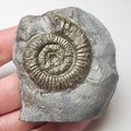 Whitby Dactylioceras Cutbase Ammonite Fossil – Yorkshire Coast Jurassic