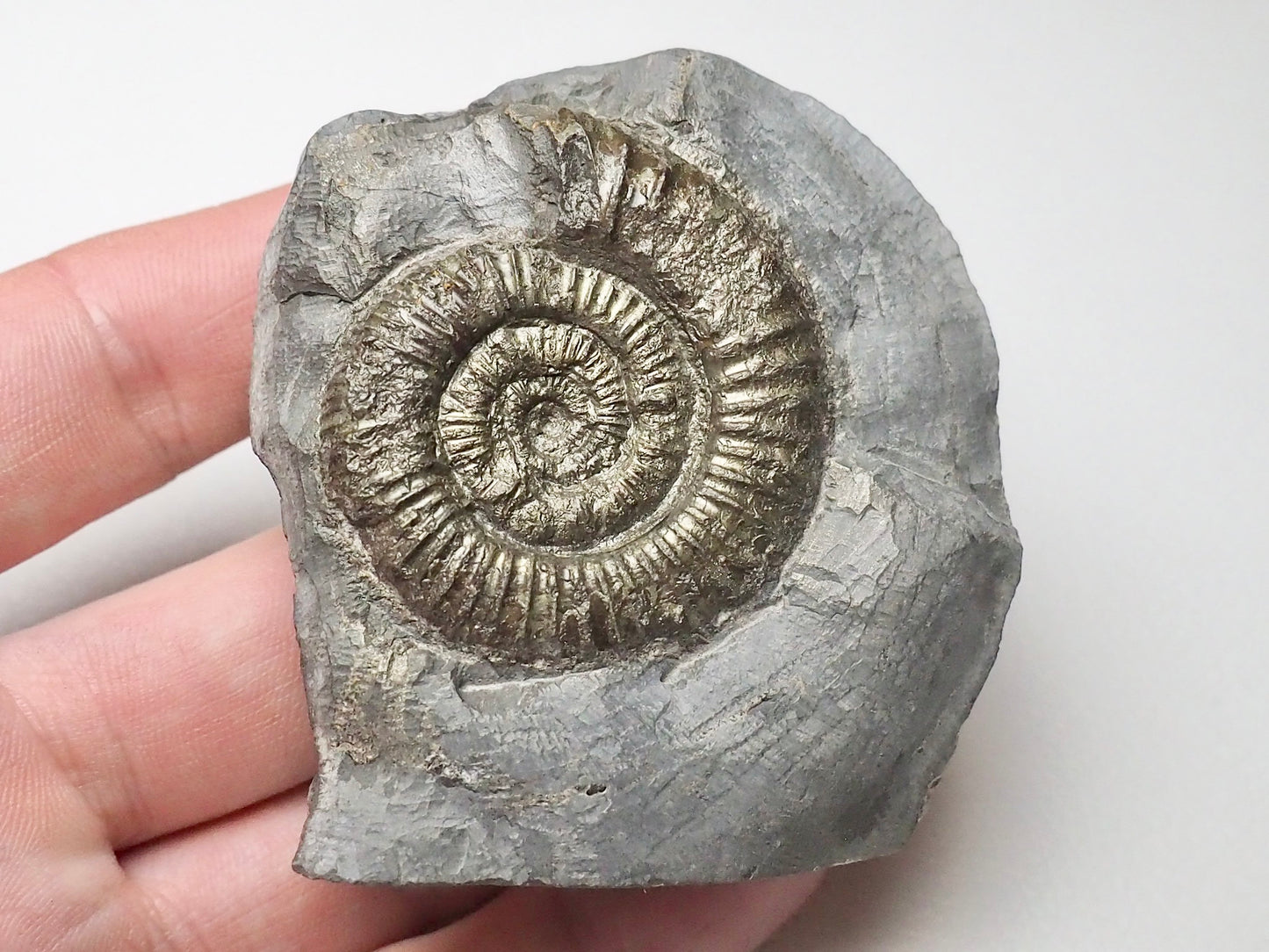 CutBase Dactylioceras Ammonite Fossil