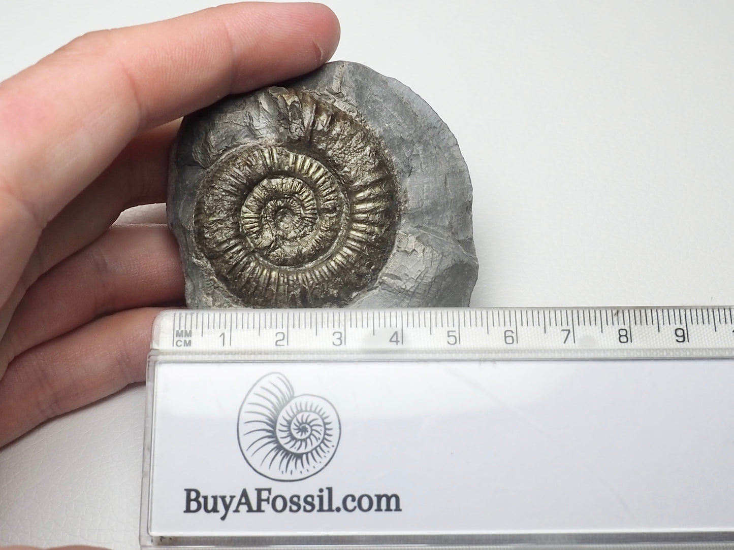 CutBase Dactylioceras Ammonite Fossil