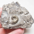 Juvenile Ammonite Cutbase