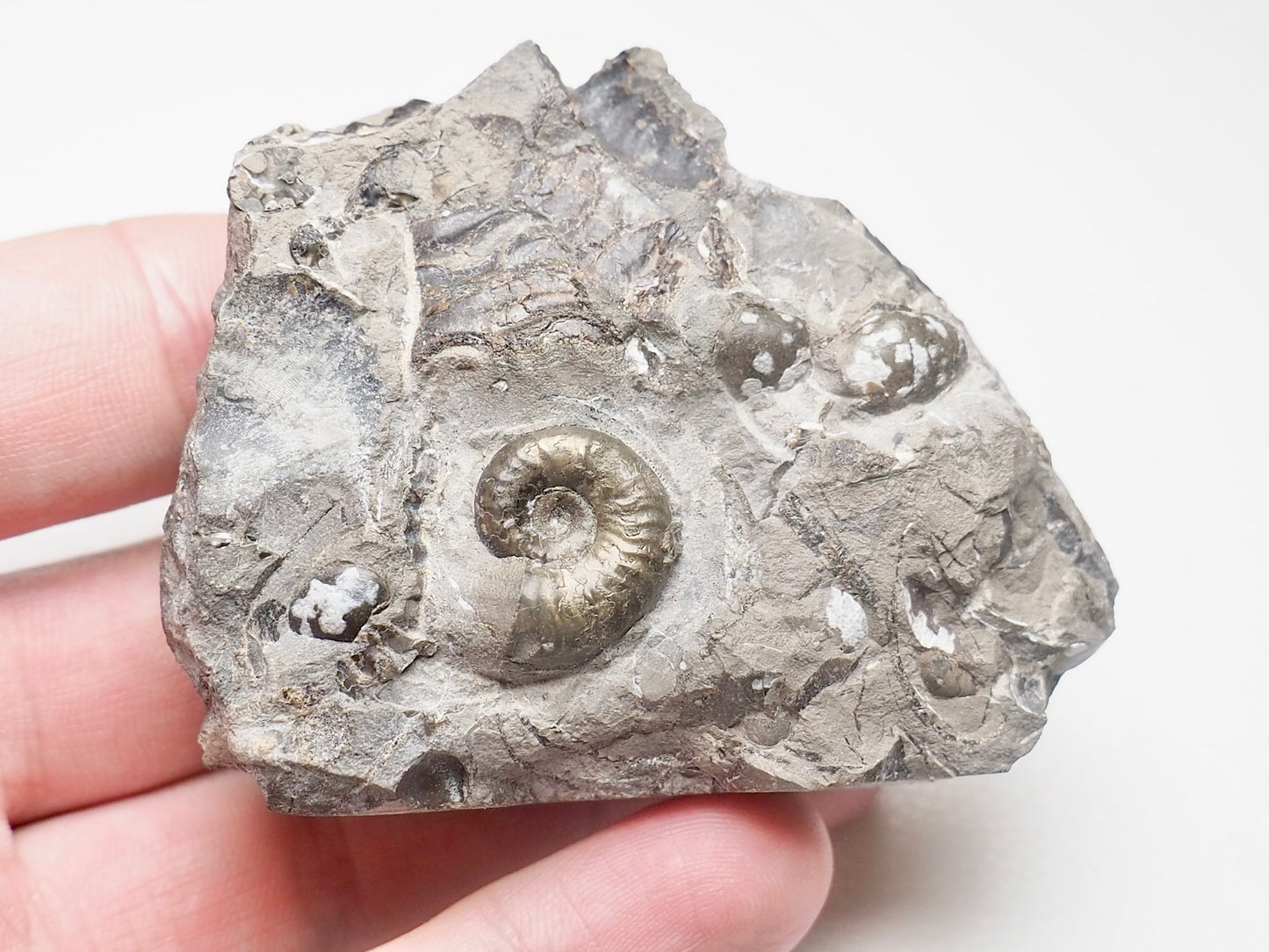 Juvenile Ammonite Cutbase