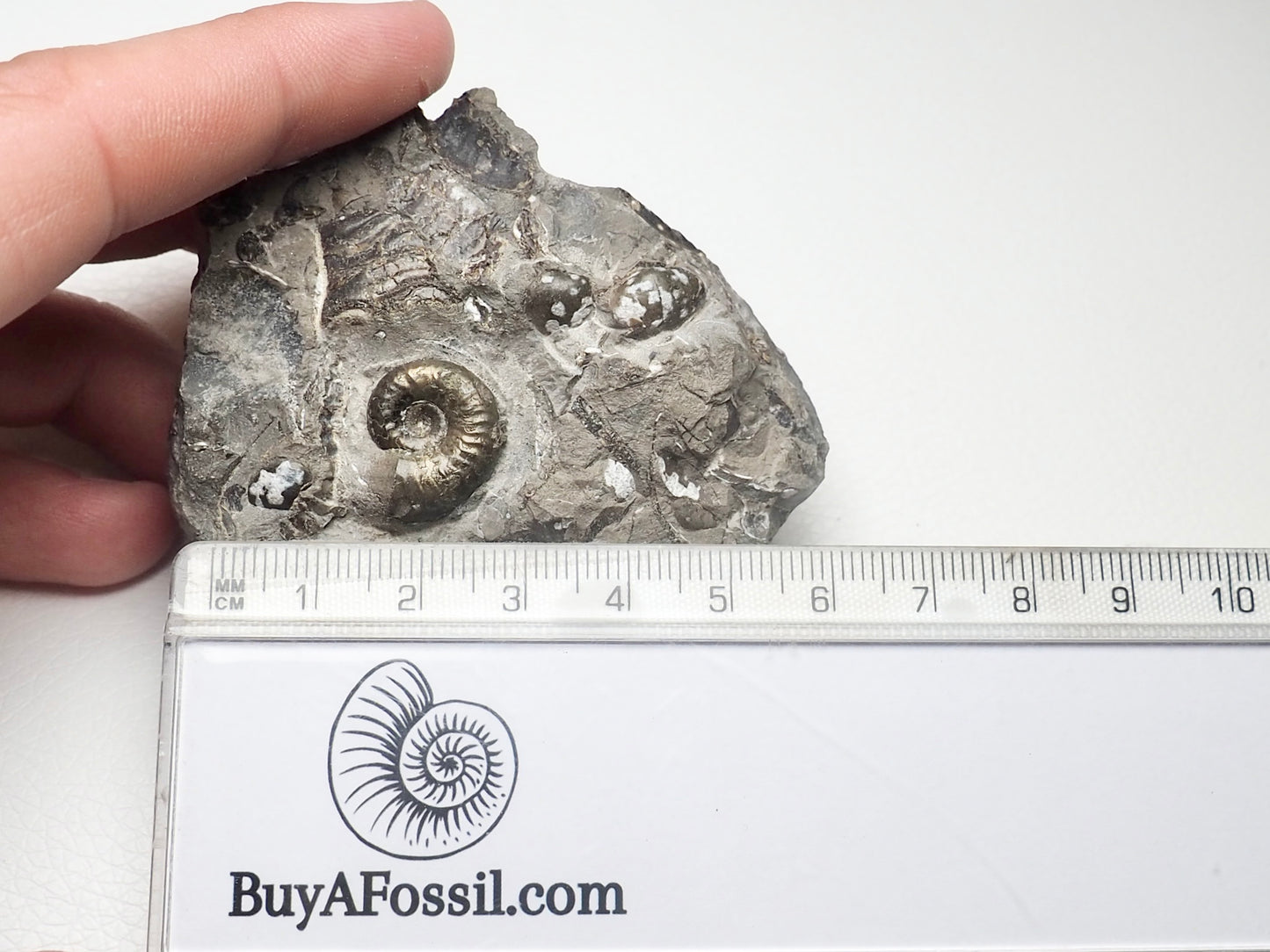 Juvenile Ammonite Cutbase