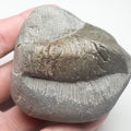 Belemnite Phragmocone