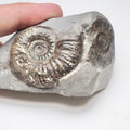 Grammoceras Ammonite Fossil – Whitby Yorkshire Coast – Jurassic