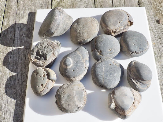 12x Small Ammonite Nodules – Yorkshire Coast Fossils | Crack Your Own | Prep Practice Kit