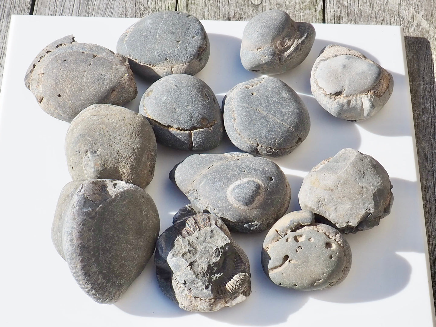 12x Small Ammonite Nodules – Yorkshire Coast Fossils | Crack Your Own | Prep Practice Kit