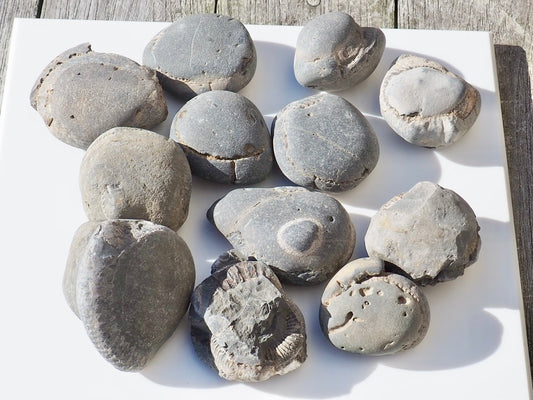 12x Small Ammonite Nodules – Yorkshire Coast Fossils | Crack Your Own | Prep Practice Kit