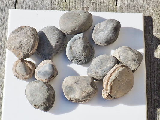 12x Small Ammonite Nodules – Yorkshire Coast Fossils | Crack Your Own | Prep Practice Kit