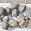 12x Small Ammonite Nodules – Yorkshire Coast Fossils | Crack Your Own | Prep Practice Kit