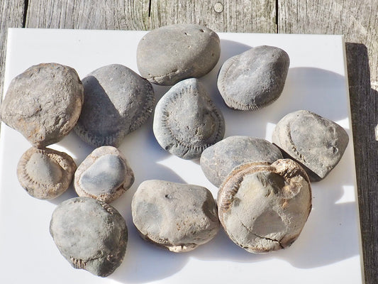 12x Small Ammonite Nodules – Yorkshire Coast Fossils | Crack Your Own | Prep Practice Kit