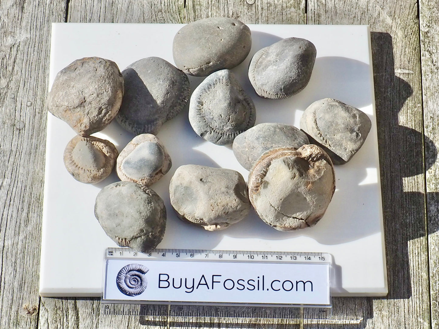 12x Small Ammonite Nodules – Yorkshire Coast Fossils | Crack Your Own | Prep Practice Kit