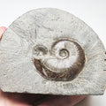 Eleganticeras Ammonite Fossil – Whitby Yorkshire Coast – Jurassic