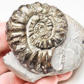 Distorted/Pathological Pleuroceras Ammonite Fossil – Whitby Yorkshire Coast – Jurassic