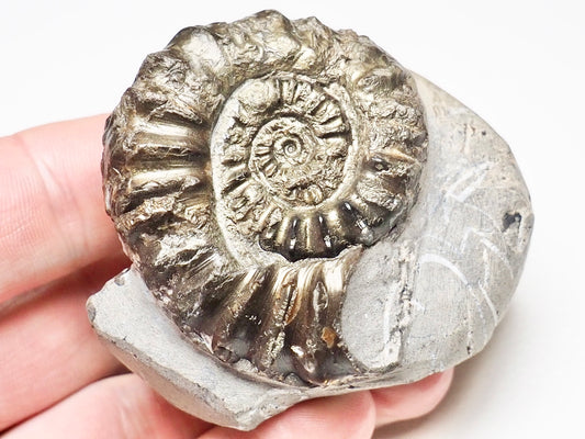 Distorted/Pathological Pleuroceras Ammonite