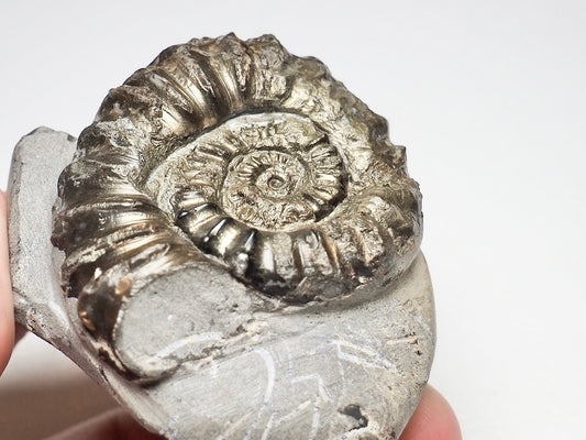 Distorted/Pathological Pleuroceras Ammonite