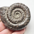 Porpoceras Ammonite Fossil – Whitby Yorkshire Coast – Jurassic