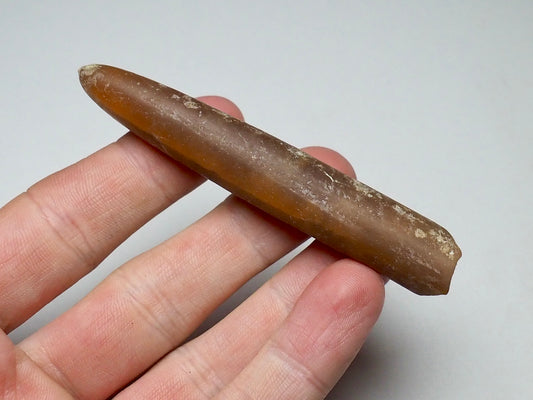 Belemnite