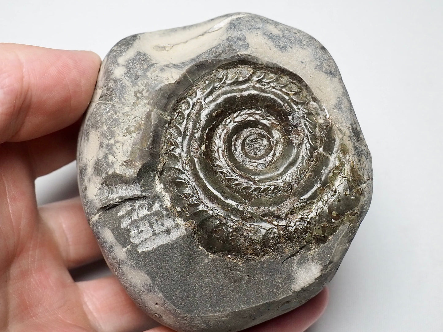 Ammonite