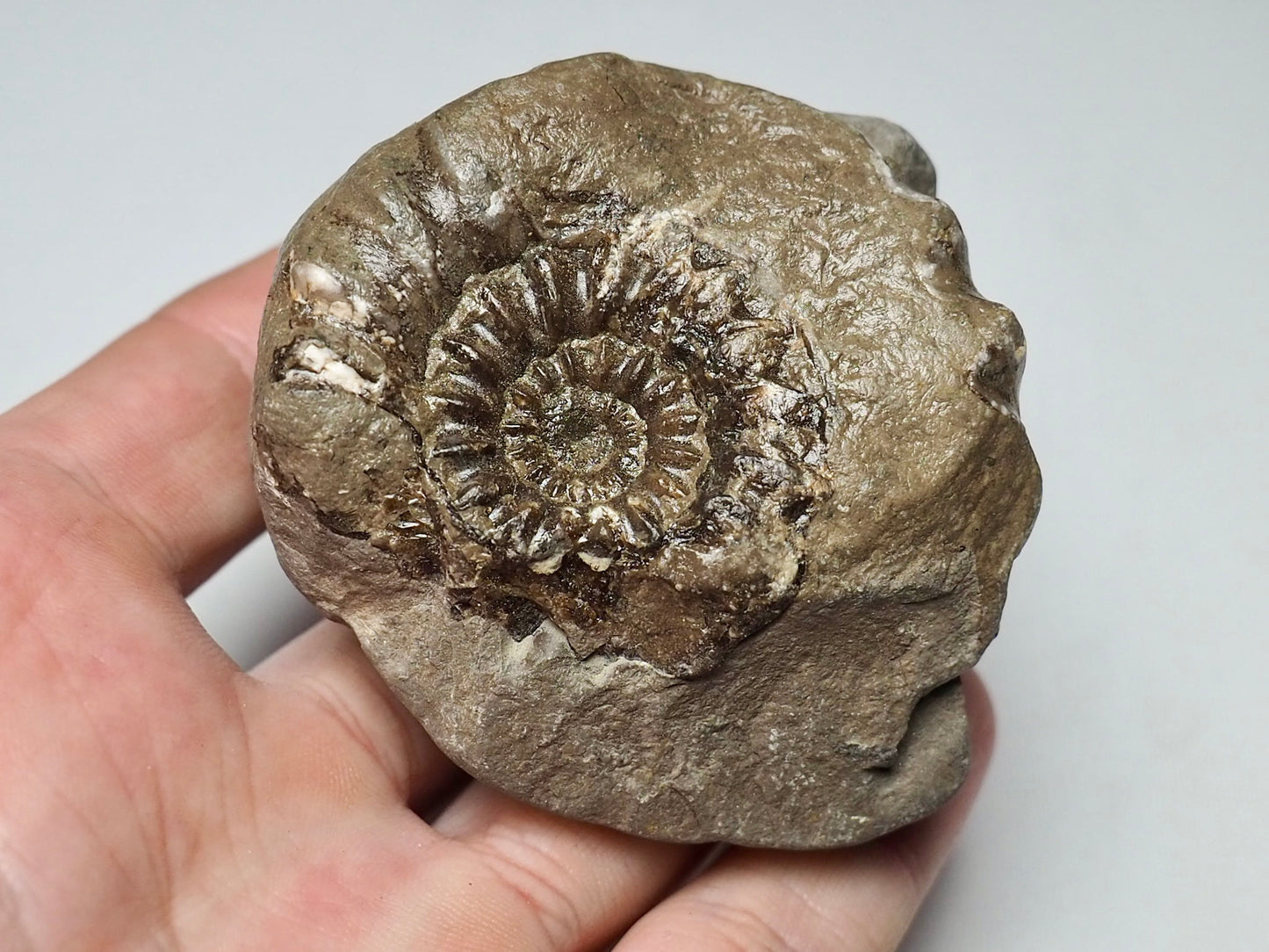 Ammonite