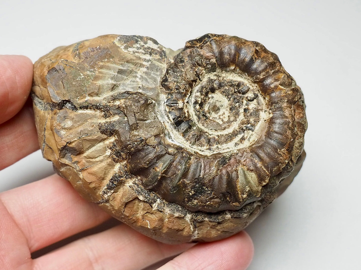 Ammonite